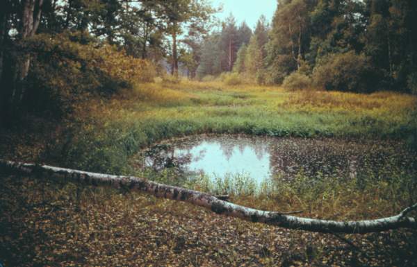 Лес в пойме реки Пра.